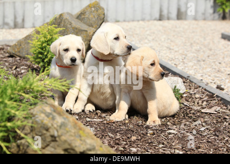 Entzückende Crème Labrador Retriever Welpen sitzen in Linie Stockfoto