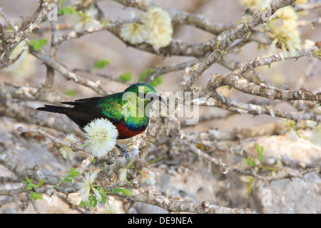 Marico Sonnenvogel - wilde Vogel-Hintergrund aus Afrika - Farbe und Schönheit durch Gefieder Stockfoto