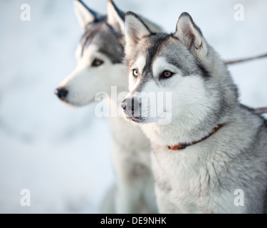 Zwei Siberian Husky Hunde Closeup portrait Stockfoto