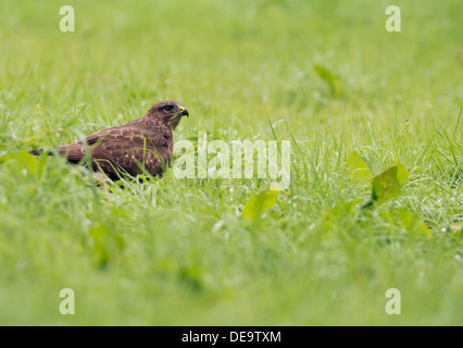 Wilde Mäusebussard Buteo Buteo am Boden Fütterung Stockfoto