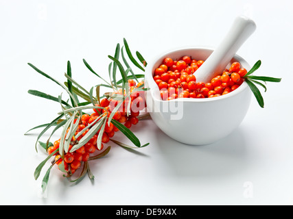 Sanddorn Beeren enthalten Vitamin C, dienen in Pharmakologie, Medizin, Kosmetik Stockfoto