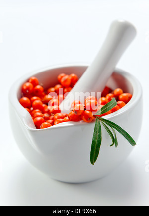 Sanddorn Beeren enthalten Vitamin C, dienen in Pharmakologie, Medizin, Kosmetik Stockfoto