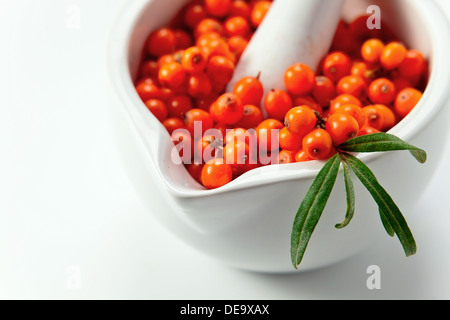 Sanddorn Beeren enthalten Vitamin C, dienen in Pharmakologie, Medizin, Kosmetik Stockfoto