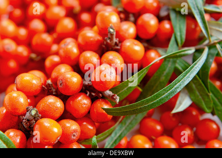 Sanddorn Beeren enthalten Vitamin C, dienen in Pharmakologie, Medizin, Kosmetik Stockfoto