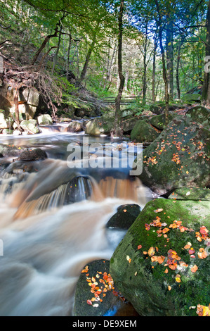 Burbage Bach fließt durch Padley Schlucht, Longshaw Estate, Peak District National Park, Derbyshire, England, UK Stockfoto