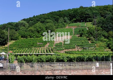 Weinberge am fränkischen Rotwein-Wanderweg in Erlenbach am Main, Bayern, Deutschland Stockfoto