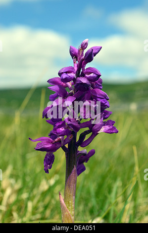 Lila Orchidee in die reiche Kalkböden hoch über Grassington auf den Dales so Long Distance Fußweg Wharfedale gefunden. Stockfoto