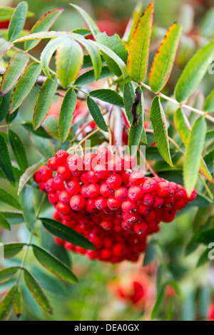 Leuchtend rote Vogelbeeren auf eine Eberesche im Frühherbst. Stockfoto