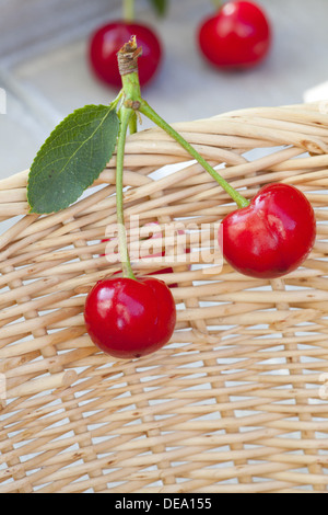 Zwei frisch gepflückten Kirschen mit Stiel und Blatt hängen am Rande einen kleinen Korb Stockfoto