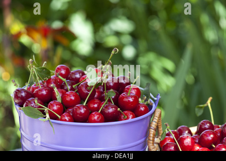 Metall-Eimer und einen Korb gefüllt mit frisch gepflückten Kirschen aus dem Garten mit Textfreiraum Stockfoto