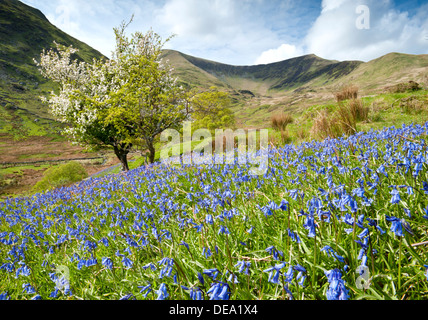 Glockenblumen in Cwm Wimpel, Snowdonia-Nationalpark, Gwynedd, Nordwales, UK Stockfoto