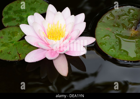Makro einer rosa Lotusblüte Stockfoto