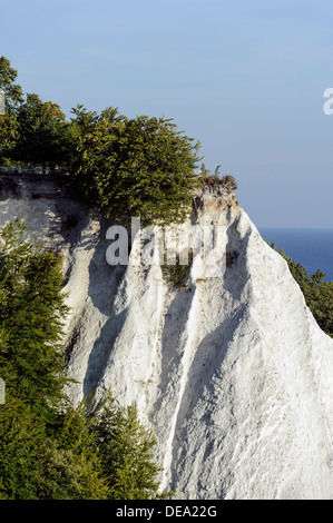 Cliff Königstuhl an Kreide-Küste im Nationalpark Jasmund, Insel Rügen, Mecklenburg-Vorpommern, Deutschland Stockfoto