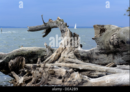 Kreide-Küste im Nationalpark Jasmund, Insel Rügen, Mecklenburg-Vorpommern, Deutschland Stockfoto