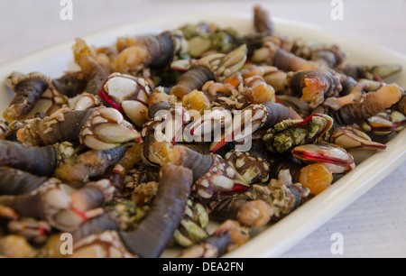 Teller mit frischen Gans Entenmuscheln genannt auch gestielt Seepocken oder Gooseneck Rankenfußkrebse eine teure Delikatesse in Spanien und Portugal Stockfoto