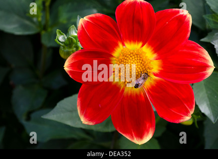 Bunte rote und gelbe Dahila Blume, von einer Biene im Garten besucht wird. Rock laufen Jacob Dahlien Sorte. Stockfoto