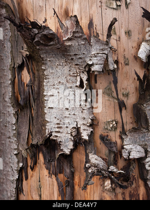 Nahaufnahme der verwitterten Baumstamm, Teil der Küste Wellenbrecher. Stockfoto