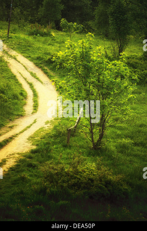 Weg im schönen grünen Waldhügel Berge Landschaft Polen Bieszczady. Stockfoto