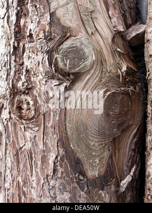 Nahaufnahme der verwitterten Baumstamm, Teil der Küste Wellenbrecher. Stockfoto