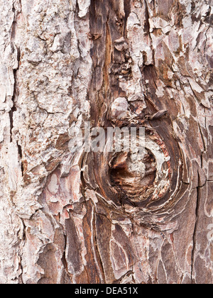 Nahaufnahme der verwitterten Baumstamm, Teil der Küste Wellenbrecher. Stockfoto