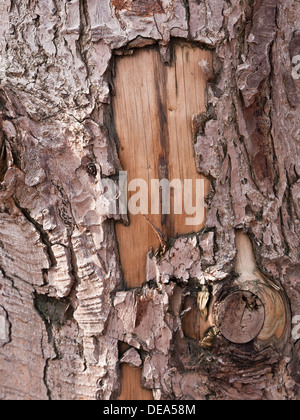 Nahaufnahme der verwitterten Baumstamm, Teil der Küste Wellenbrecher. Stockfoto