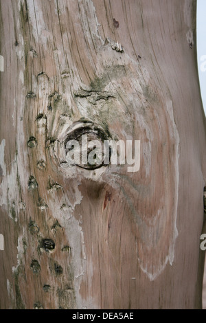 Nahaufnahme der verwitterten Baumstamm, Teil der Küste Wellenbrecher. Stockfoto