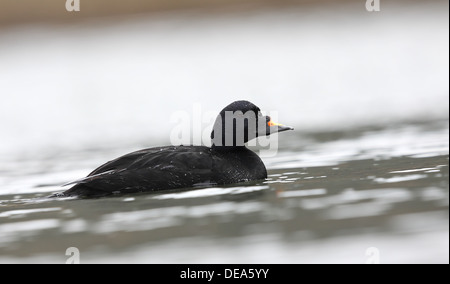 Gemeinsamen Scoter Melanitta nigra.swimming auf Süßwasser-Pool. Stockfoto