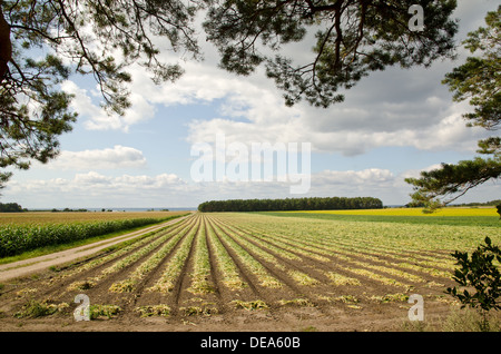 Feldweg in einer Agrarlandschaft Stockfoto