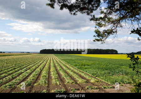 Geernteten Zwiebeln in Reihen Stockfoto