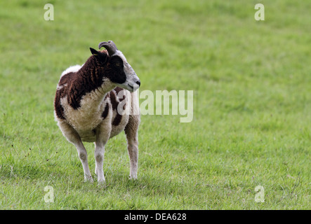 Jacob Sheep in einem Feld. Stockfoto