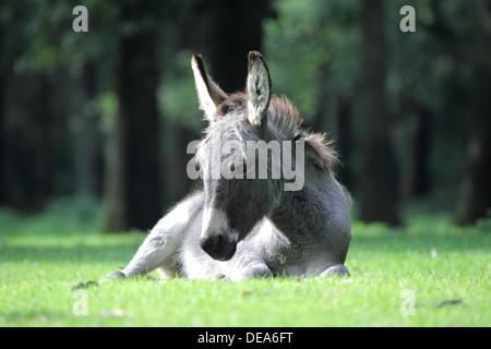 Junge Esel liegend auf dem Rasen in einen Wildpark, Deutschland Stockfoto