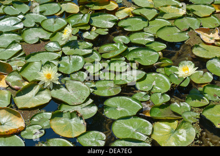 Bereich der Seerosen mit Seerosen auf einem ruhigen Teich Stockfoto