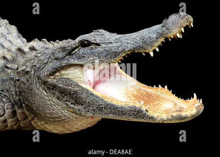 Alligator mit offenem Mund Stockfoto