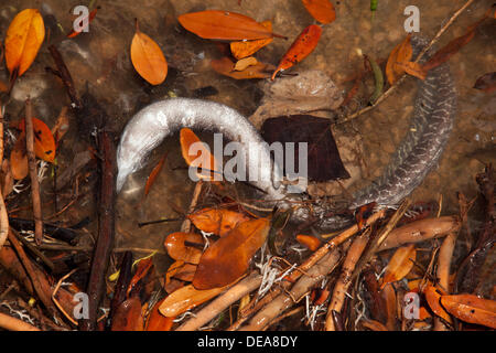 Honolulu, Hawaii, USA. 14. September 2013. Leben im Meer weiterhin nach 1400 Tonnen Melasse verschüttet in den Hafen untergehen. Beamte fordern es Hawaiis schlimmste Katastrophe Ozean aller Zeiten. Tausende von Fischen sind gestorben, nachdem des Auslaufens aus einem Matson-Rohr verwendet, Melasse, Schiffe zu übertragen. © Craig Ellenwood/Alamy Live-Nachrichten Stockfoto