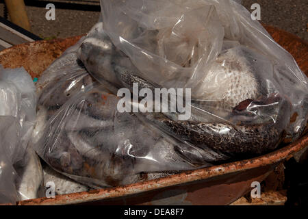 Honolulu, Hawaii, USA. 14. September 2013. Tote Fische Aufräumarbeiten nach 1400 Tonnen Melasse verschüttet in den Hafen. Beamte fordern es Hawaiis schlimmste Katastrophe Ozean aller Zeiten. Tausende von Fischen sind gestorben, nachdem des Auslaufens aus einem Matson-Rohr verwendet, Melasse, Schiffe zu übertragen. © Craig Ellenwood/Alamy Live-Nachrichten Stockfoto