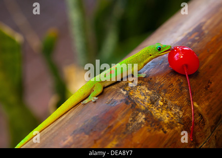 Eine helle Goldstaub-Taggecko (Phelsuma Laticauda) ernährt sich von einer Kirsche beim Sitzen auf einem Stück Bambus. Stockfoto