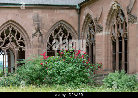 Rosen wachsen in einer Ecke des großen Kreuzgang, Basler Münster, Basel, Schweiz Stockfoto