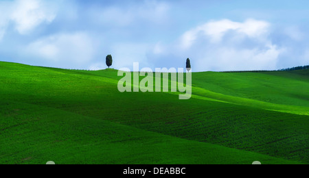 Trees in a wheat field in Tuscany. Stockfoto
