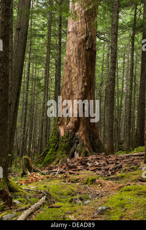 Foto von einem massiven toter Baum, das sich langsam in einem Wald im Glacier National Park verfallende Stockfoto