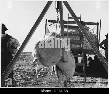 Eloy District, Pinal Grafschaft, Arizona. Beim Baumwolle Wagen. Wiegen, Baumwolle und Resp dumping... 5548 Stockfoto