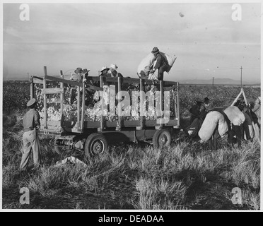 Eloy District, Pinal Grafschaft, Arizona. Beim Baumwolle Wagen. Wiegen und dumping Baumwolle Säcke bei der... 5549 Stockfoto