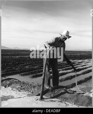 Eloy District, Pinal Grafschaft, Arizona. Mexikanische Irrigator Absaugen von Graben zum Feld. 5191 Stockfoto