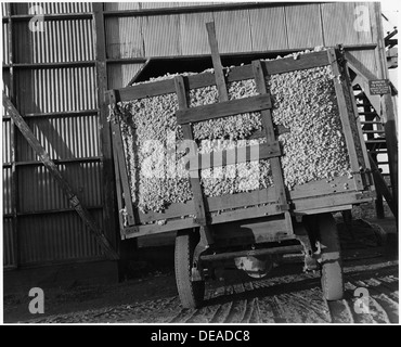 Eloy District, Pinal Grafschaft, Arizona. Baumwolle-Wagen kommt an die Ginyard. 5520 Stockfoto