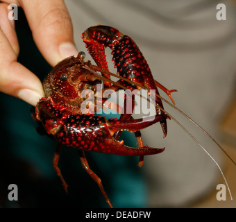 Louisiana Red Swamp Crayfish (Procambarus Clarkii, P. Clarkii). Uganda Stockfoto