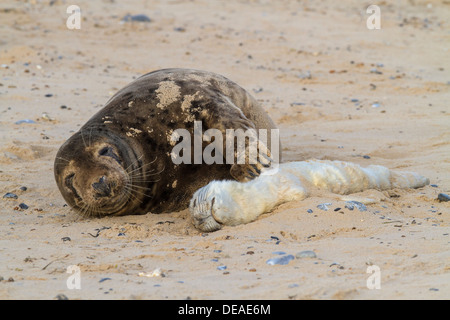 Weiblichen Grey Seal (Halichoerus Grypus) streichelt Tote Welpen, Norfolk Stockfoto