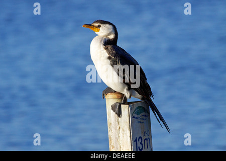 Die kleine Pied Kormoran, kleine Shag oder Kawaupaka (Microcarbo Melanoleucos) ist eine gemeinsame Australasian Wasservögel. Stockfoto