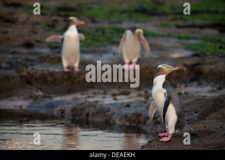 Yellow-eyed Penguin - Megadyptes Antipodes- oder Hoiho, Curio Bay, Südinsel, Neuseeland Stockfoto