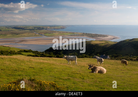 Dovey Dyfi Mündung hohe erhöhten Blick Blick nach Süden zum Ceredigion Kühe Rinder im Vordergrund Gwynedd Mid Wales UK Stockfoto