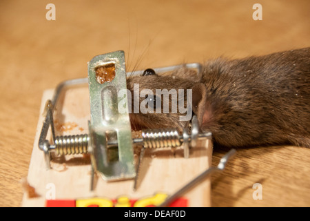 Maus gefangen und getötet im Frühjahr-Falle Stockfoto