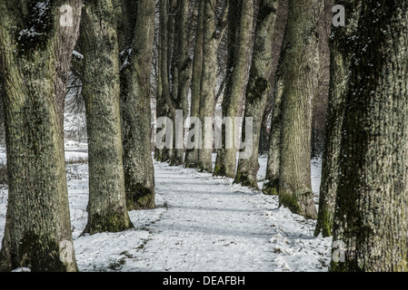 Einer von Bäumen gesäumten Straße im Winter, Pappenheim, Middle Franconia, Bayern, Deutschland Stockfoto